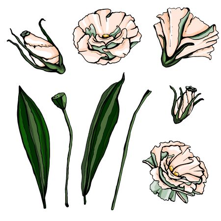 Bouquet of flowers. Isolated over white background.のイラスト素材