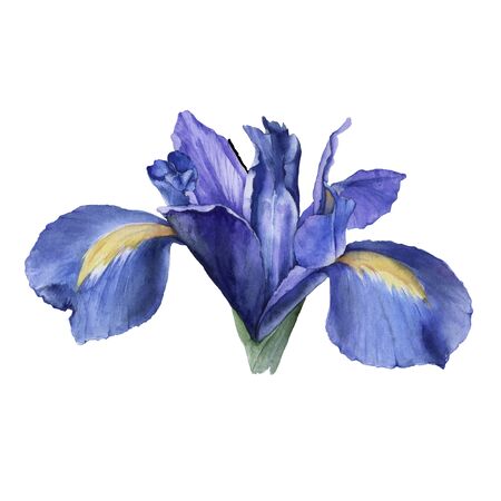 Element of iris flowers. Isolated watercolor illustration.の写真素材