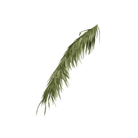 Palm branches. Isolated on a white background.の写真素材