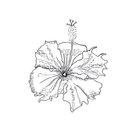 Hibicus flower. Isolated on a white background.の写真素材