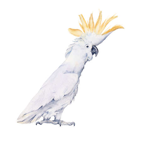 Australian bird. Isolated on a white background.の写真素材