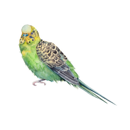 Australian bird. Isolated on a white background.の写真素材