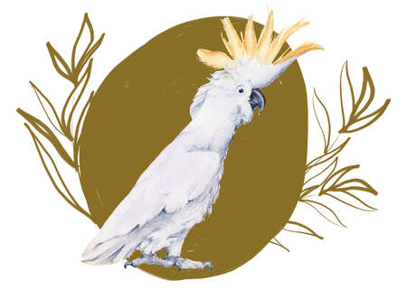 Australian bird. Isolated on a white background.の写真素材