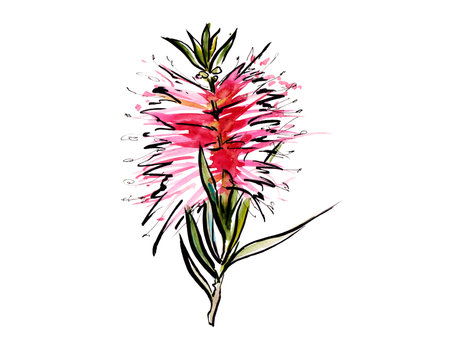 Australia flower sketch. flannel.Isolated on a white background.の写真素材
