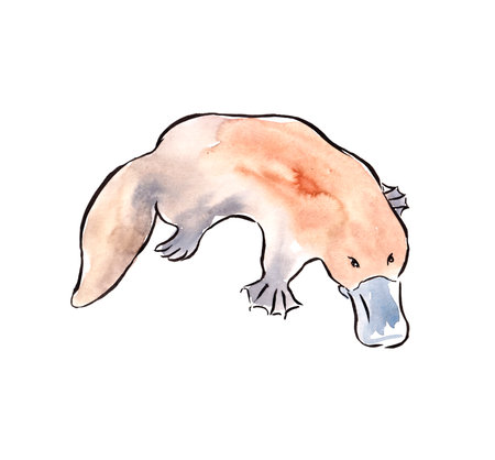 Animals of Australia. Watercolor sketch.の写真素材