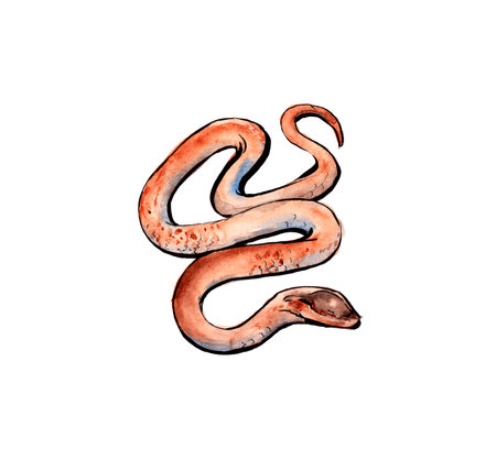 Animals of Australia. Watercolor sketch.の写真素材