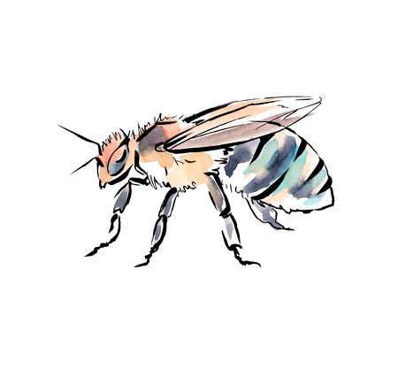 Australian insects. Watercolor sketch.