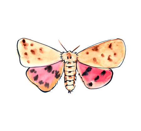 Australian insects. Watercolor sketch.