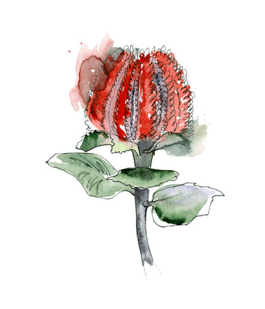 Australia flower sketch. flannel.Isolated on a white background.の写真素材