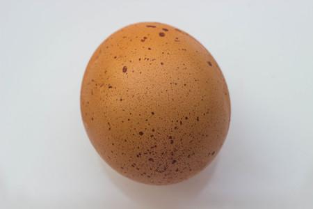 chicken egg