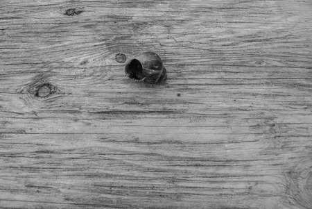 snailsの写真素材