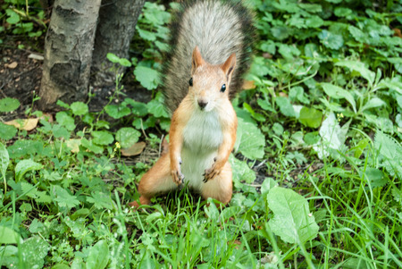 the squirrel froze in a funny position