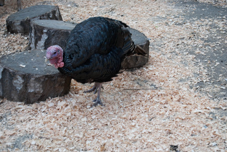 black turkey