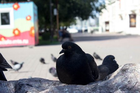 black doveの写真素材