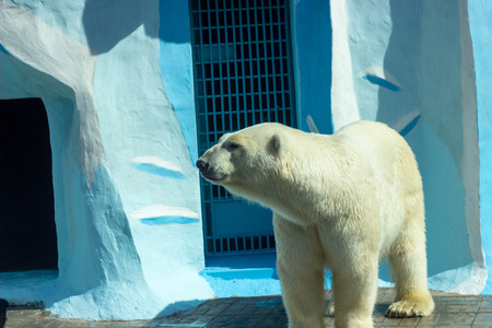 white polar bearの写真素材