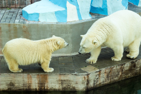 polar white bearの写真素材