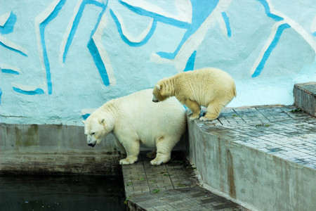 polar bearの写真素材