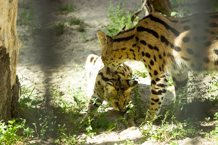 leopard
