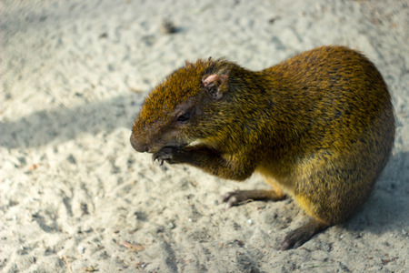 rodentの写真素材