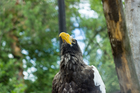 beautiful eagle looking up