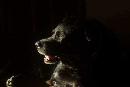 Sad dog black Labrador lying on the floor of the houseの写真素材