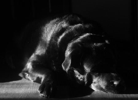 Sad dog black Labrador lying on the floor of the houseの写真素材