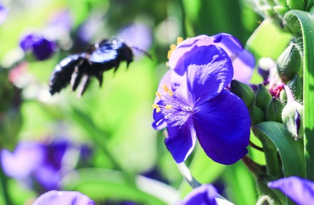 insects, nature, bumblebee, hornet, nectar, flowers, spring,の写真素材