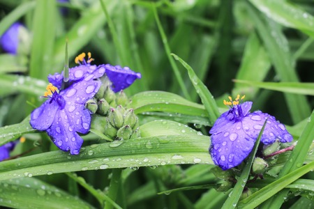 Flowersの写真素材