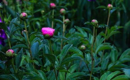 closed buds of flowersの写真素材