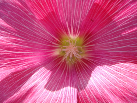 nature, texture, flowers, petal, plantの写真素材