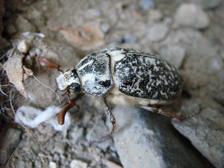 insects, nature, beetle Treskunの写真素材