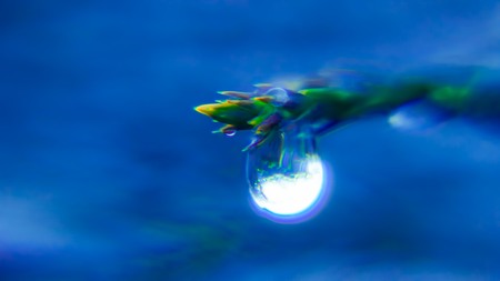 Coniferous dropletの写真素材