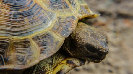 turtleの写真素材