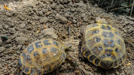 turtlesの写真素材