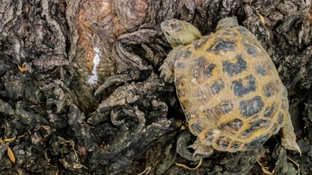 turtle