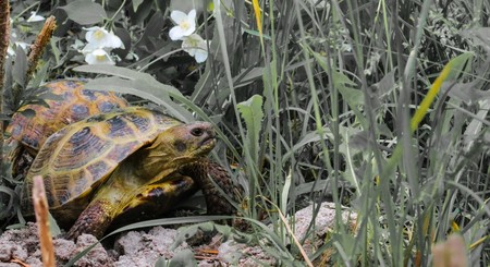 turtleの写真素材