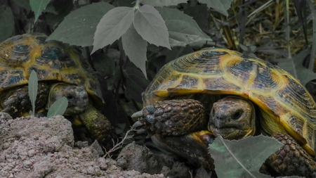 turtlesの写真素材