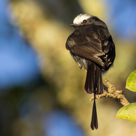 Long-tailed Tyrant (Colonia colonus - Vieillot, 1818)の写真素材