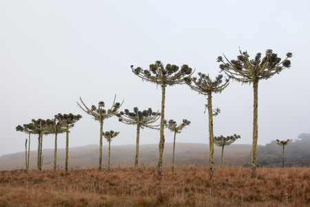 Typical brazilian pine trees (Araucaria) and fog at Cambara do Sul - RS - Brazilの写真素材