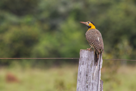 Campo Flicker on the fenceの写真素材