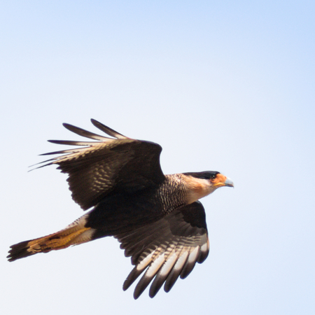 Southern Caracara  (Caracara plancus)の写真素材