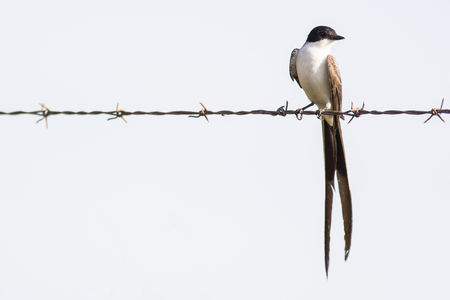 Tesourinha (Tyrannus savana) repousando numa cerca de arame farpadoの写真素材