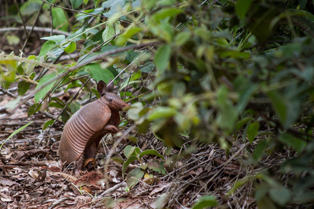 Brazilian armadilloの写真素材