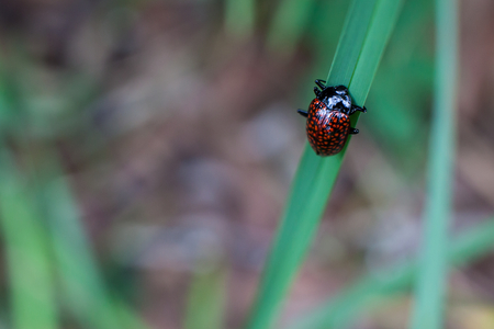 Ladybug climbing a blade of grass of the Brazilian Cerradoの写真素材