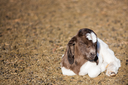 Goatling sleeping without momの写真素材