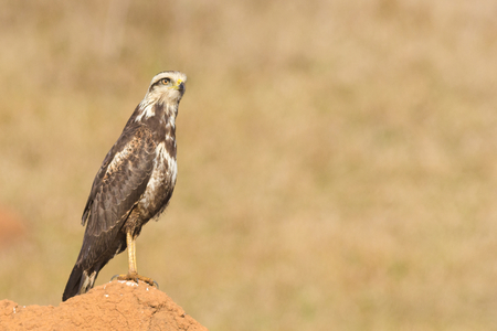 A young Savanna Hawk (Heterospizias meridionalis) resting on termite moundの写真素材