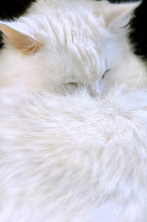 the white sleep cat,closed eyes,a downy coatの写真素材