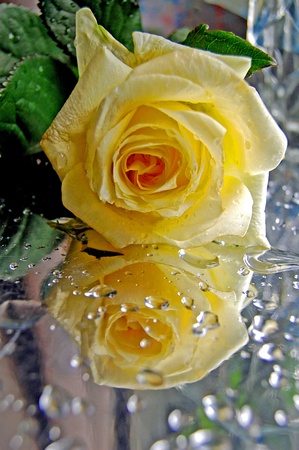 The yellow rose on the wet table,reflection,woter dropsの写真素材