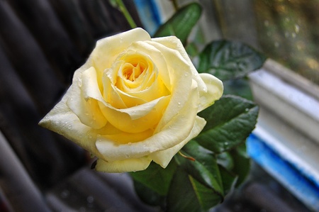 The one yellow Rose on a windowの写真素材