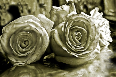 The three Roses ,whiteの写真素材